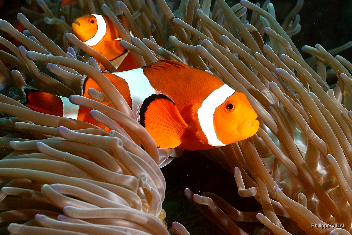 Bali 2016 - False clown anemonefish - Poisson clown a 3 bandes - Amphiprion ocellaris - IMG_6089_rc.jpg